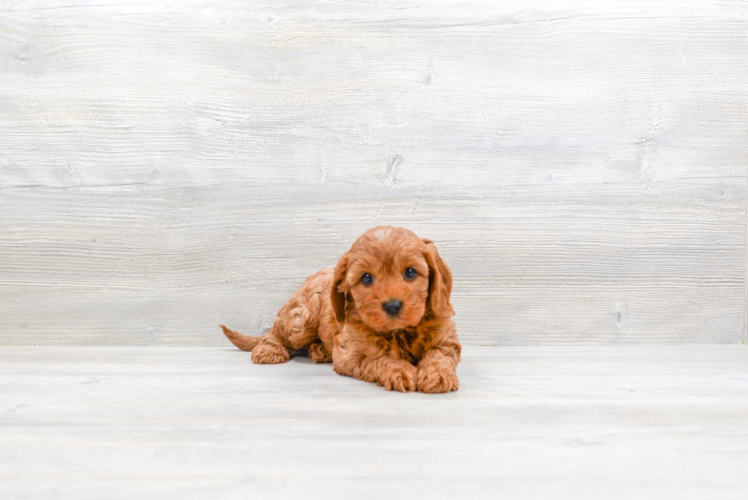 Cavapoo Pup Being Cute