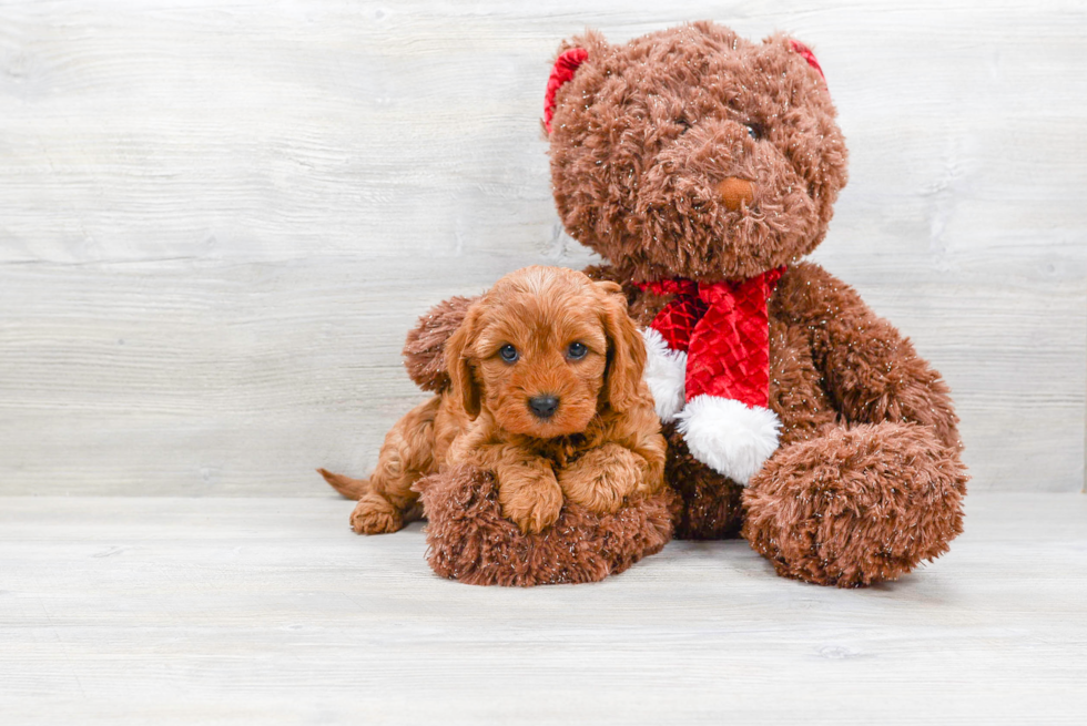 Cavapoo Puppy for Adoption