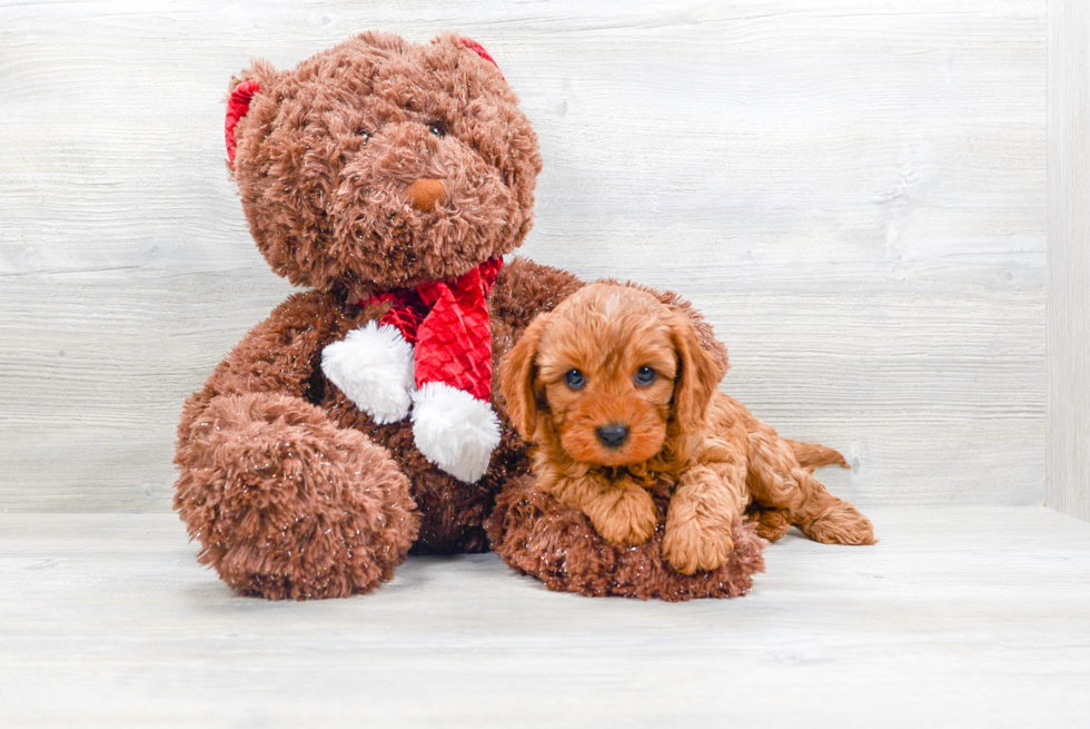 Cavapoo Pup Being Cute