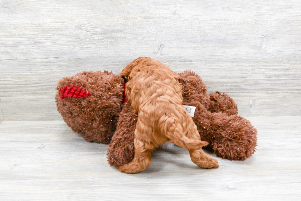 Cavapoo Pup Being Cute