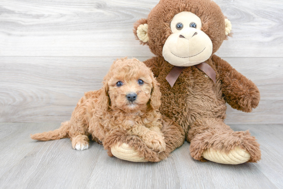 Cavapoo Puppy for Adoption