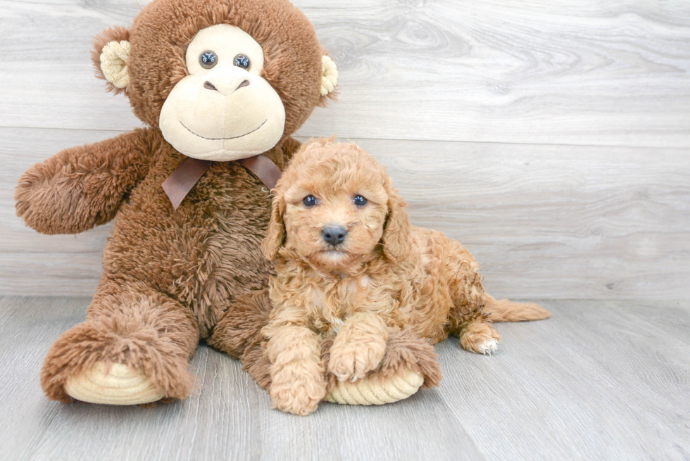 Cavapoo Pup Being Cute