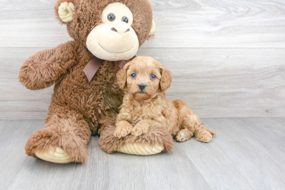 Smart Cavapoo Poodle Mix Pup