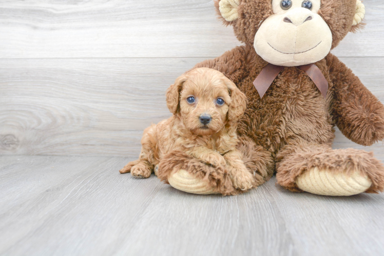 Best Cavapoo Baby