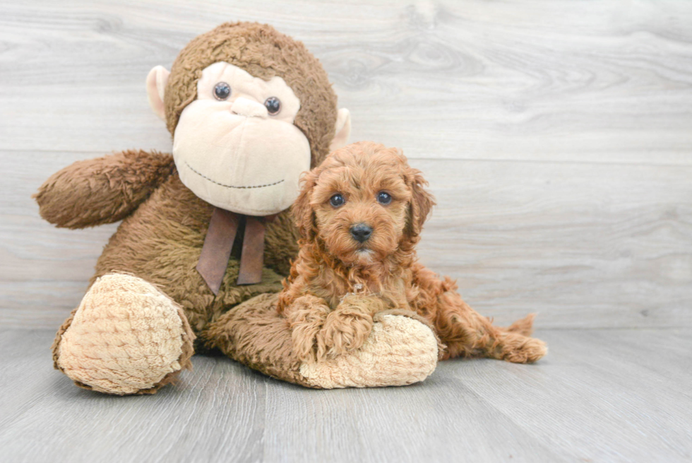 Cavapoo Pup Being Cute