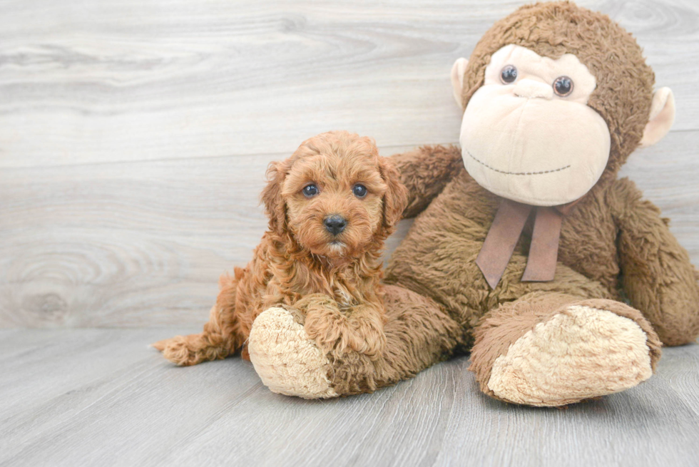 Adorable Cavoodle Poodle Mix Puppy