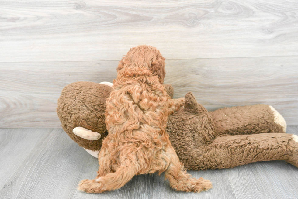 Cavapoo Puppy for Adoption