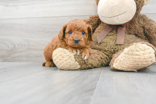 Cavapoo Pup Being Cute