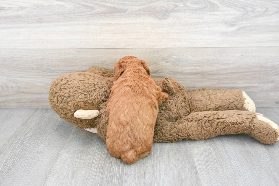 Cute Cavapoo Baby