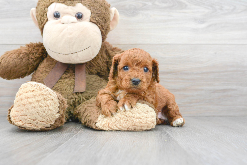 Best Cavapoo Baby