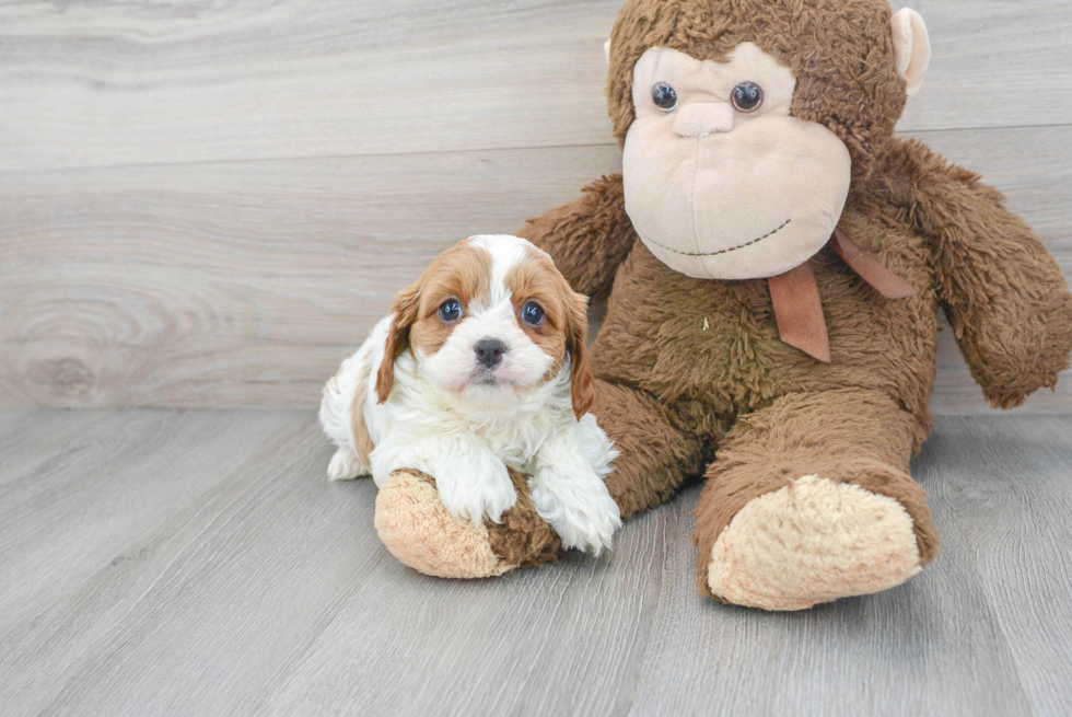 Petite Cavapoo Poodle Mix Pup