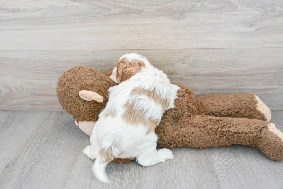 Cute Cavapoo Baby