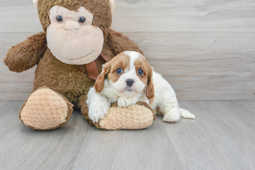 Best Cavapoo Baby