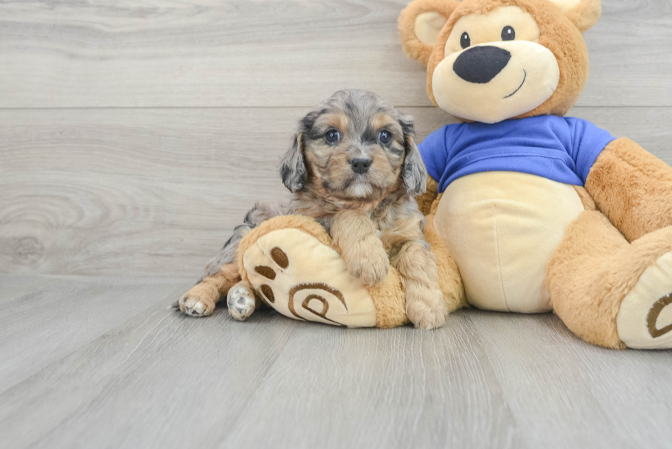 Playful Cavoodle Poodle Mix Puppy