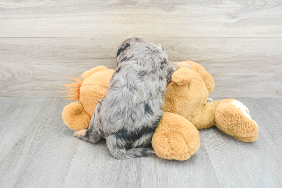 Cavapoo Pup Being Cute