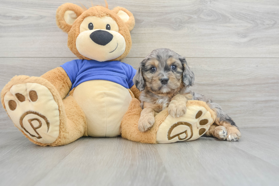 Playful Cavoodle Poodle Mix Puppy