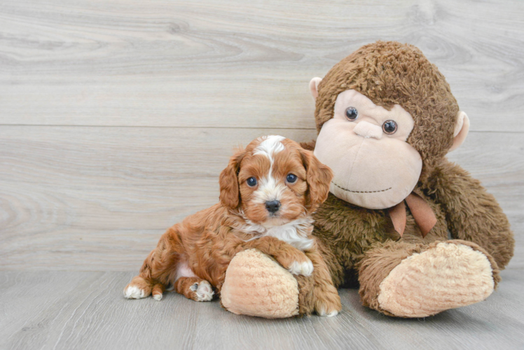 Smart Cavapoo Poodle Mix Pup