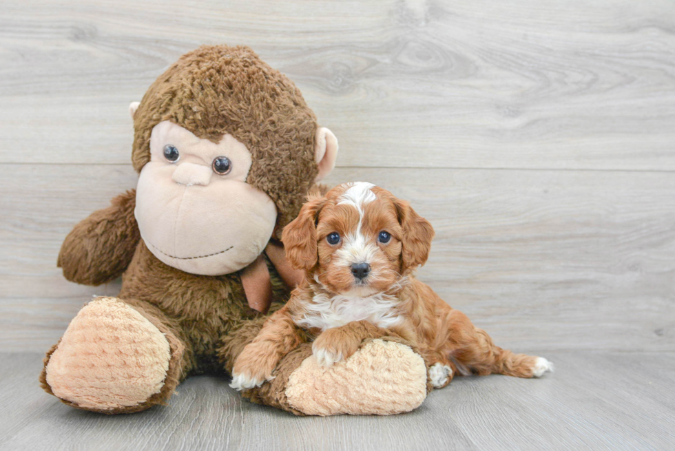 Cavapoo Puppy for Adoption