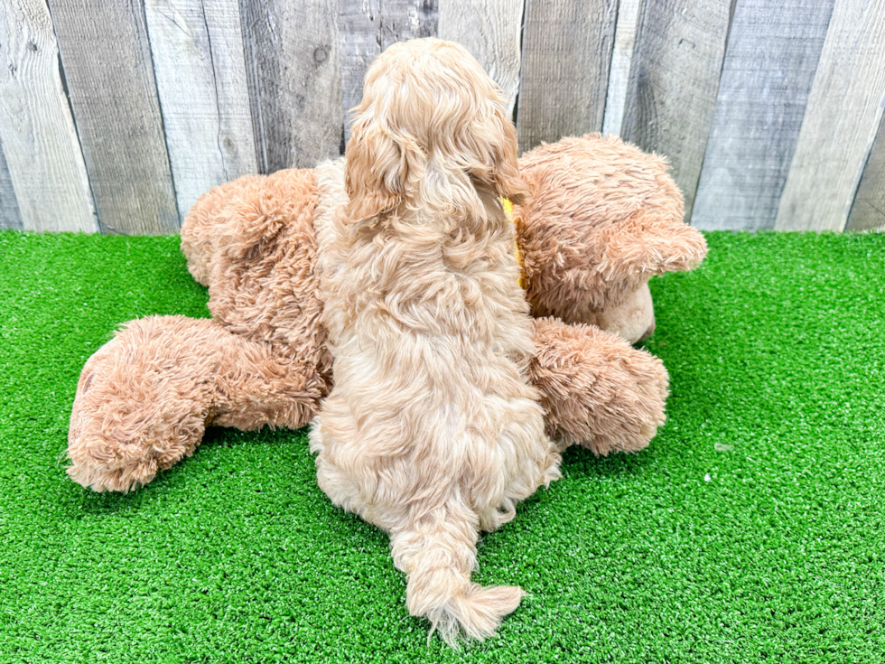 Fluffy Cavapoo Poodle Mix Pup