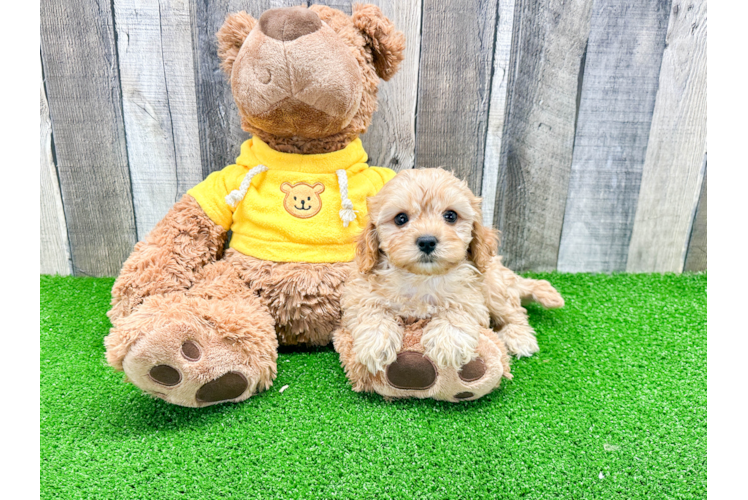 Energetic Cavoodle Poodle Mix Puppy