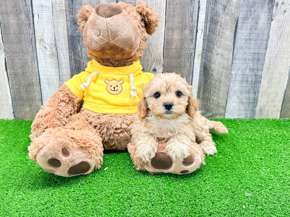 Energetic Cavoodle Poodle Mix Puppy