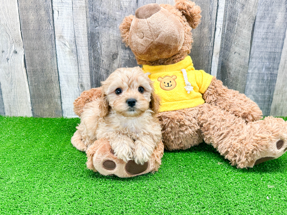 Cavapoo Pup Being Cute