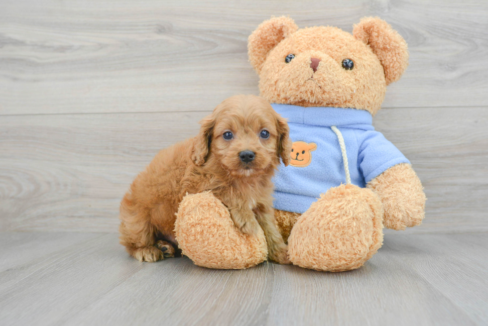 Small Cavapoo Baby