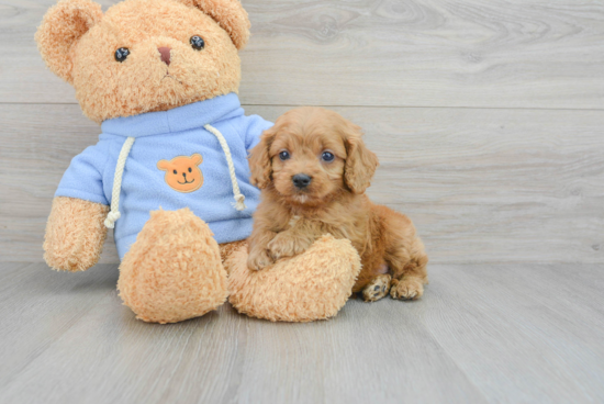 Playful Cavoodle Poodle Mix Puppy