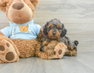 8 week old Cavapoo Puppy For Sale - Premier Pups