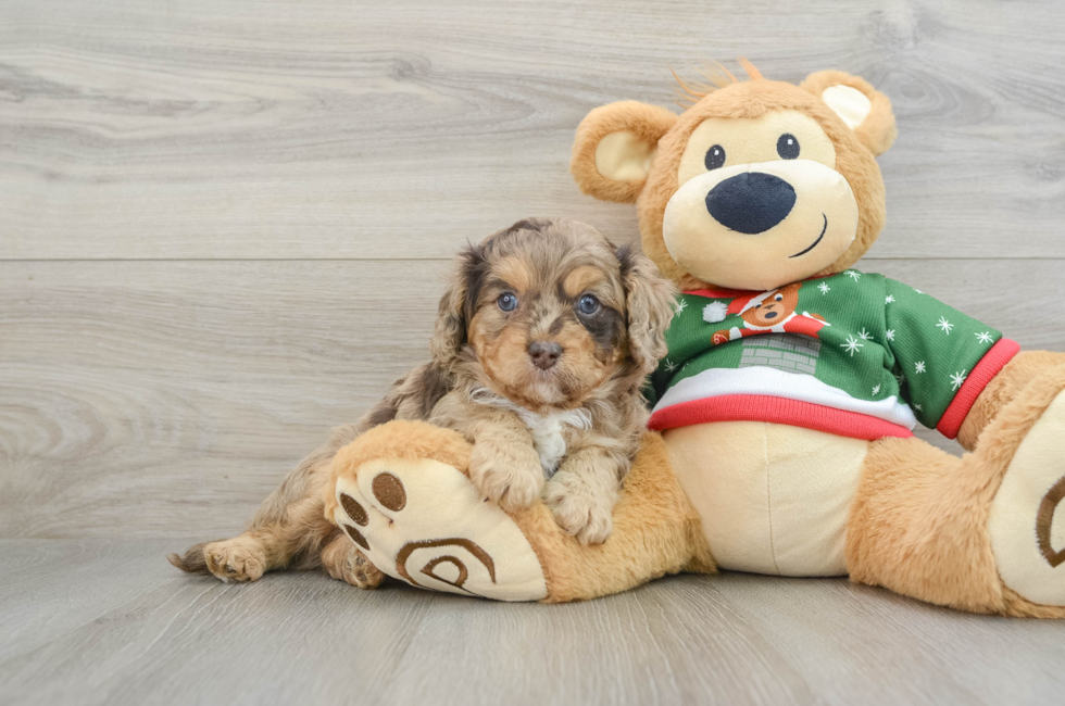 5 week old Cavapoo Puppy For Sale - Premier Pups