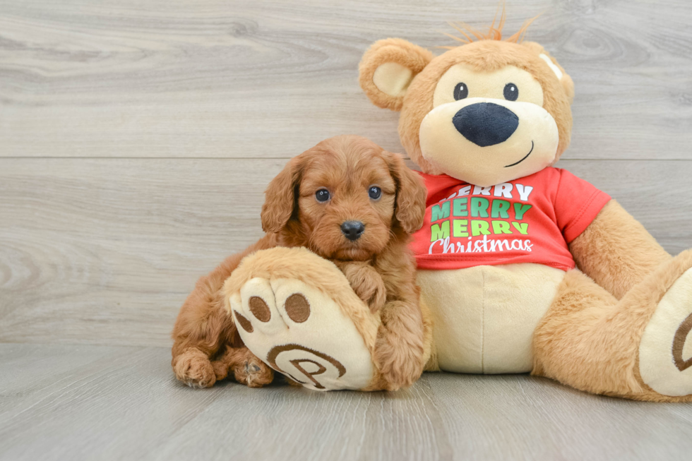 Cavapoo Pup Being Cute