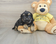 7 week old Cavapoo Puppy For Sale - Premier Pups