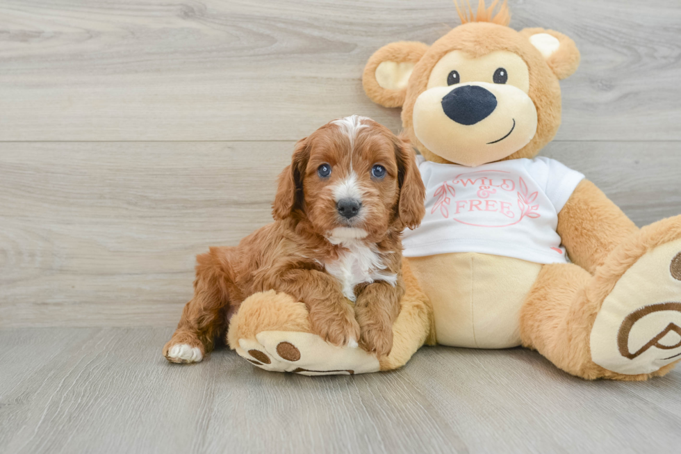 Cavapoo Pup Being Cute