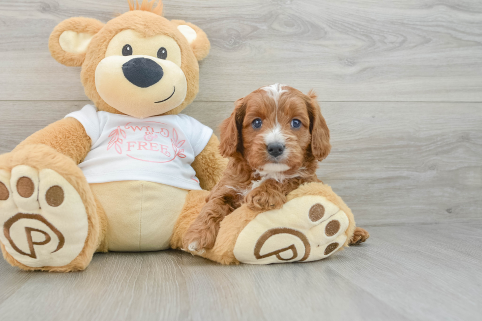 Energetic Cavoodle Poodle Mix Puppy