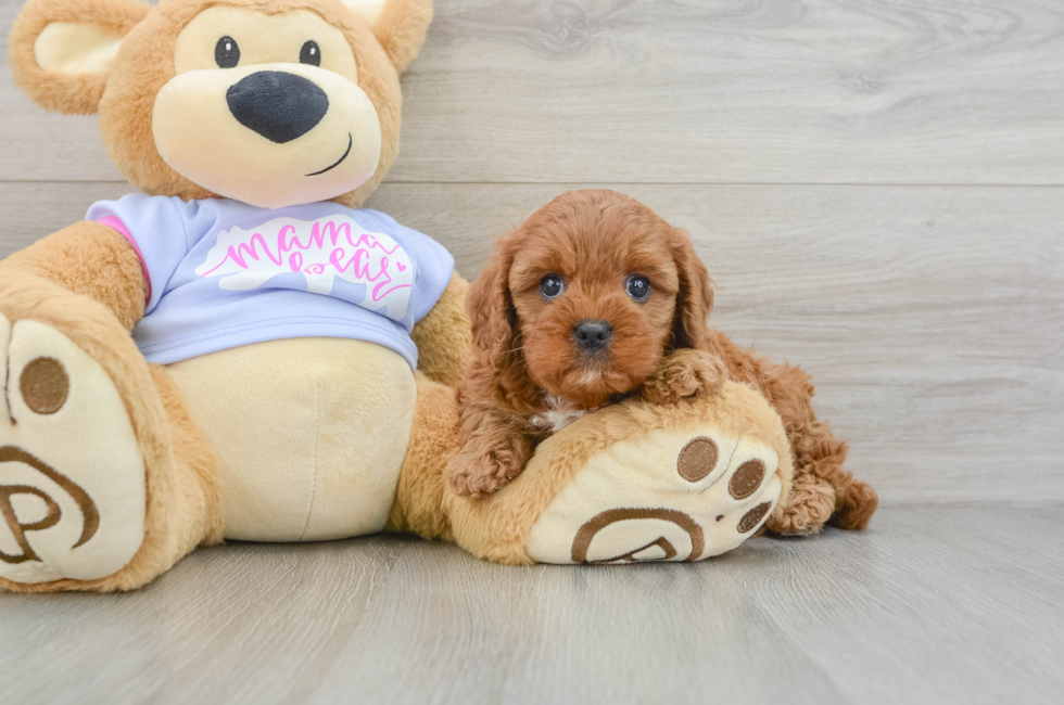 5 week old Cavapoo Puppy For Sale - Premier Pups