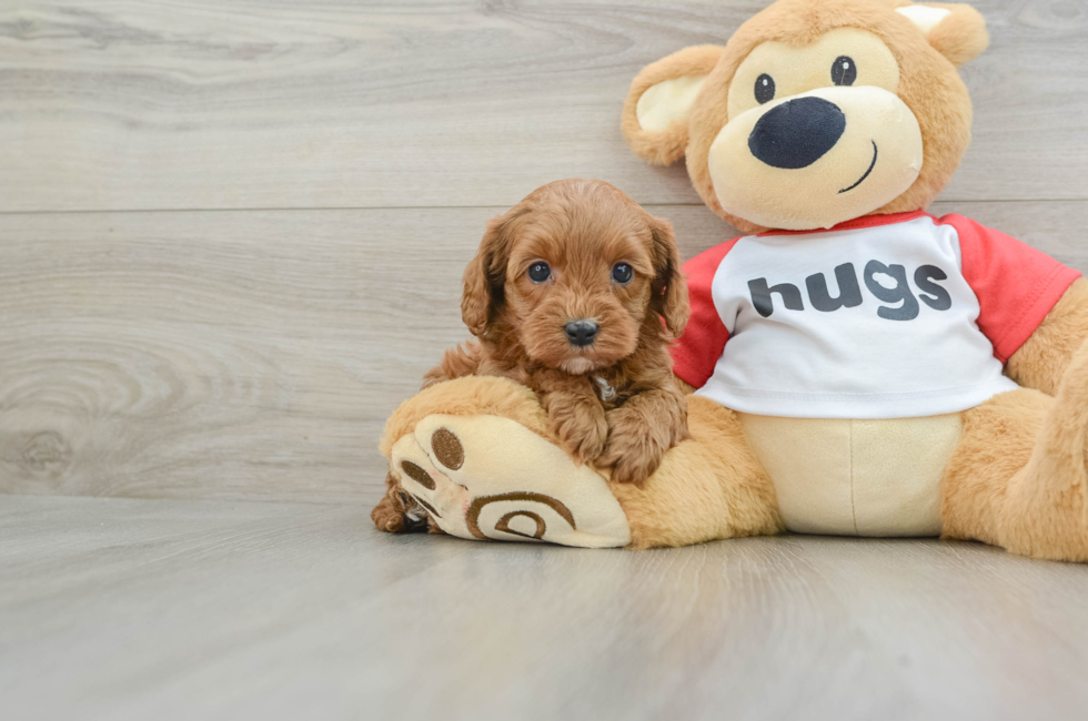 5 week old Cavapoo Puppy For Sale - Premier Pups