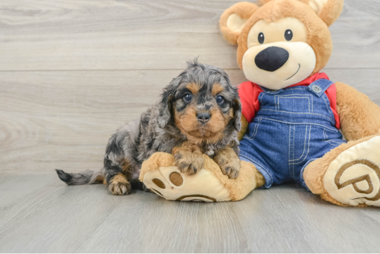 Cavapoo Pup Being Cute