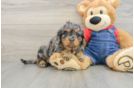 Cavapoo Pup Being Cute