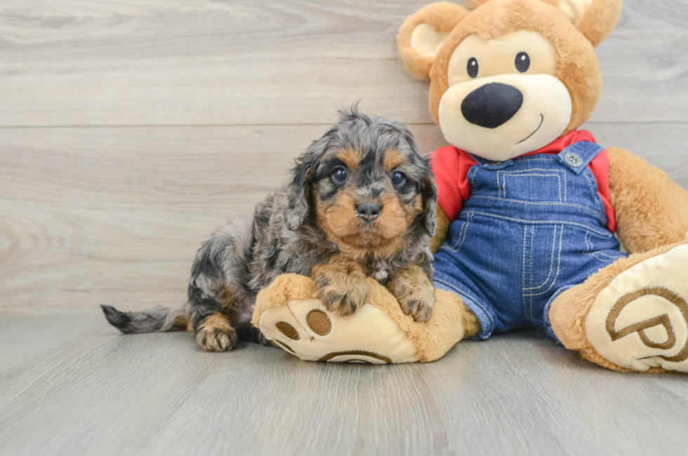 5 week old Cavapoo Puppy For Sale - Premier Pups