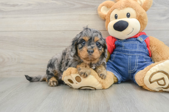 Cavapoo Pup Being Cute
