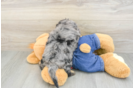 Popular Cavapoo Poodle Mix Pup