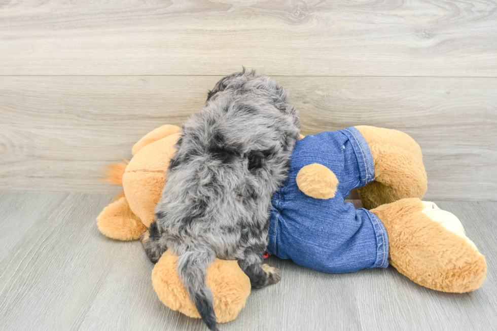 Popular Cavapoo Poodle Mix Pup