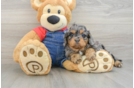 Hypoallergenic Cavadoodle Poodle Mix Puppy