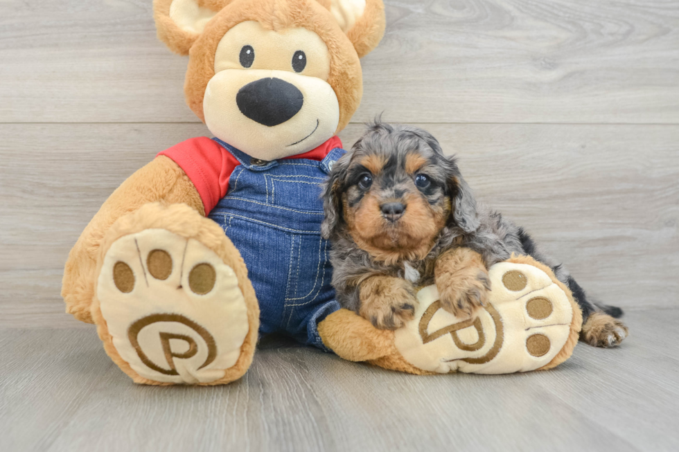 Hypoallergenic Cavadoodle Poodle Mix Puppy