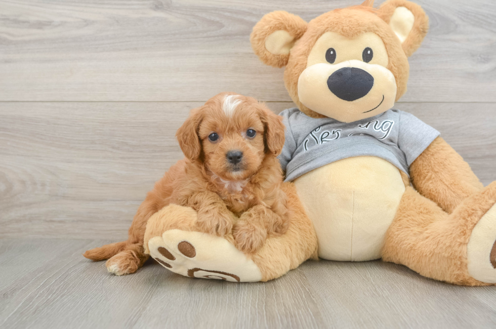 5 week old Cavapoo Puppy For Sale - Premier Pups