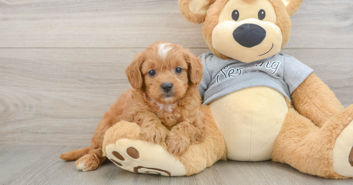 Friendly Cavapoo Germaine: 4lb 2oz Doodle Puppy