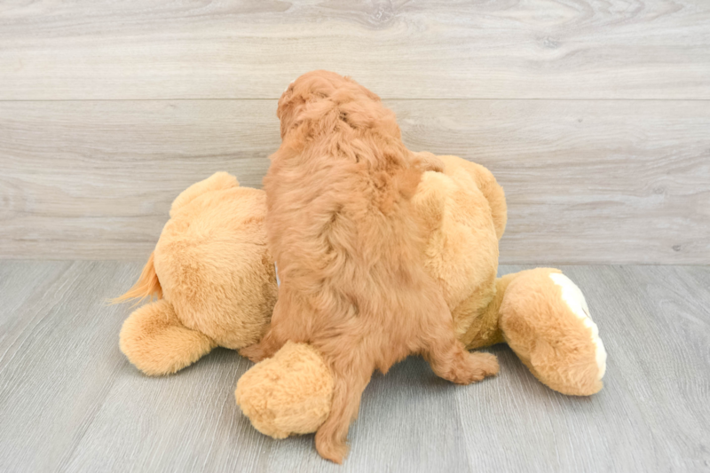 Meet Germaine - our Cavapoo Puppy Photo 2/3 - Premier Pups