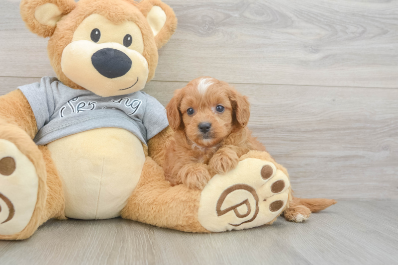 Meet Germaine - our Cavapoo Puppy Photo 3/3 - Premier Pups