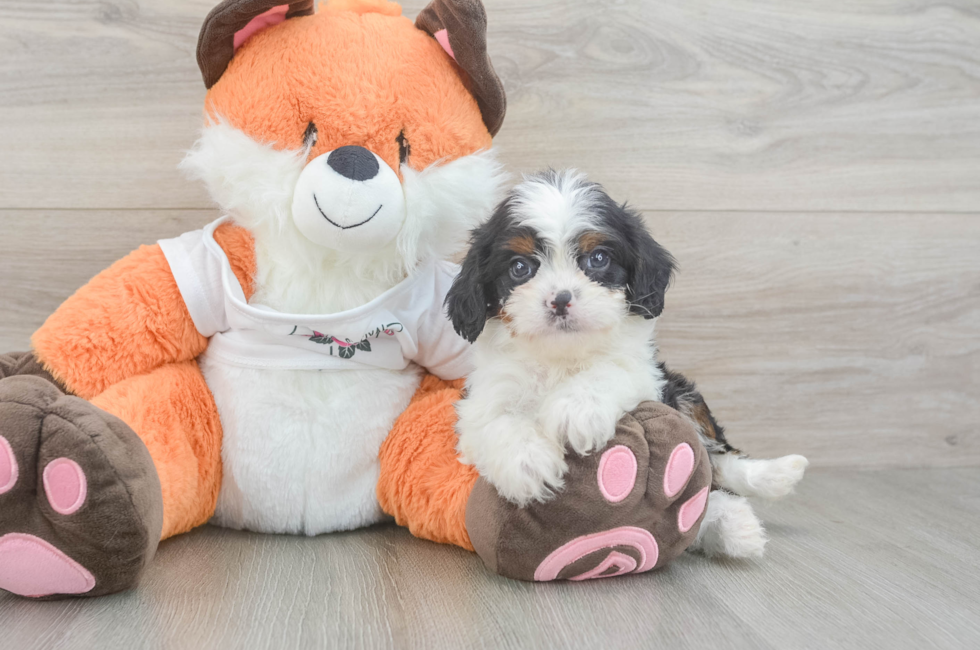 5 week old Cavapoo Puppy For Sale - Premier Pups