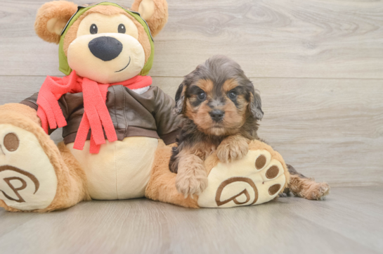 Cavapoo Puppy for Adoption